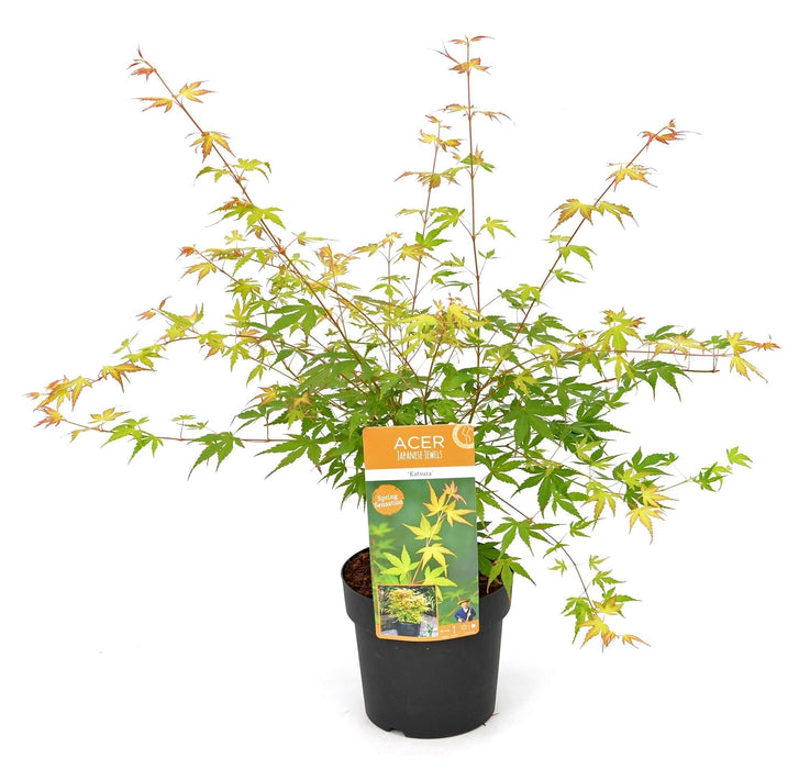 Japansk Ahorn - Acer Palm. 'Katsura' - ↨40Cm - Ø19Cm