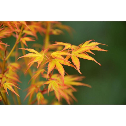 Japansk Ahorn - Acer Palm. 'Katsura' - ↨40Cm - Ø19Cm