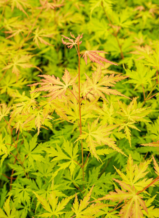 Japansk Ahorn Acer Palm. 'Orange Lace'® H40Cm