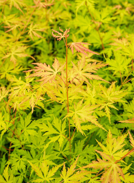 Japansk Ahorn Acer Palm. 'Orange Lace'® H40Cm