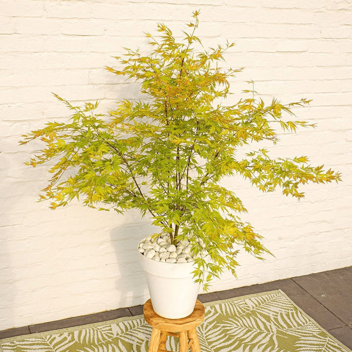 Japansk Ahorn Acer Palm. 'Orange Lace'® H40Cm