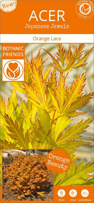 Japansk Ahorn Acer Palm. 'Orange Lace'® H40Cm