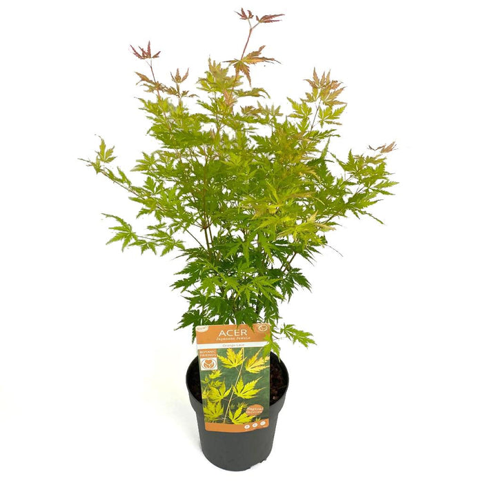 Japansk Ahorn Acer Palm. 'Orange Lace'® H40Cm