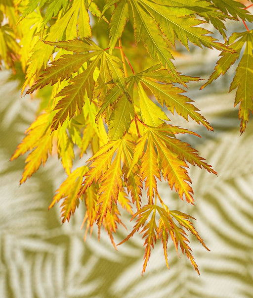 Japansk Ahorn Acer Palm. 'Orange Lace'® H40Cm
