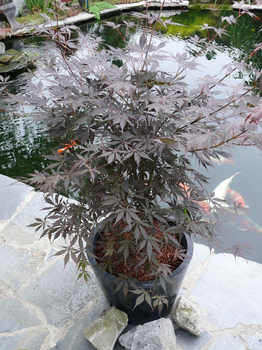 Japansk Ahorn - Acer Palm. 'Sumi-Nagashi' - ↨130Cm - Ø30Cm - Udendørs Anlæg