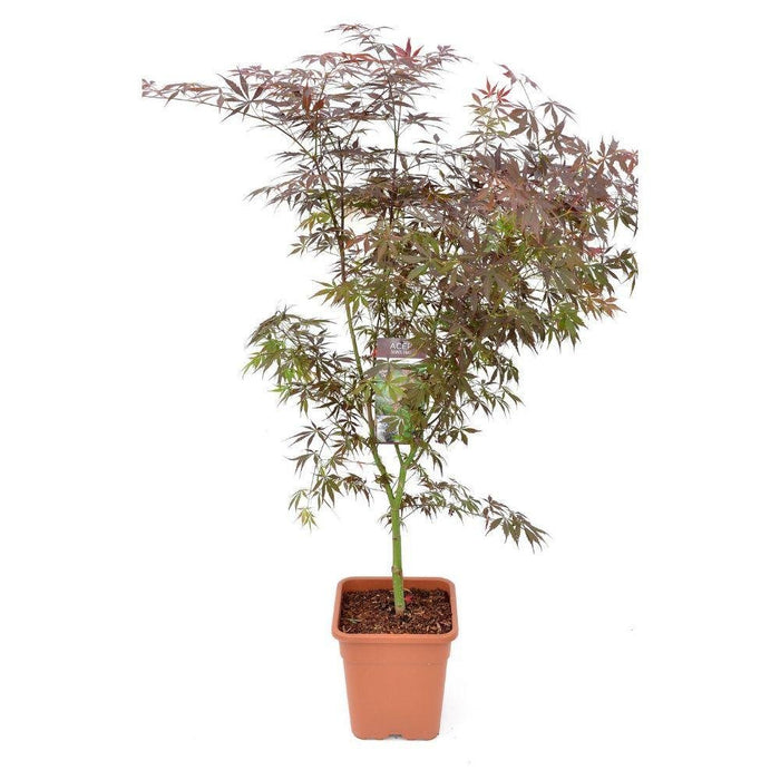 Japansk Ahorn - Acer Palm. 'Sumi-Nagashi' - ↨130Cm - Ø30Cm - Udendørs Anlæg