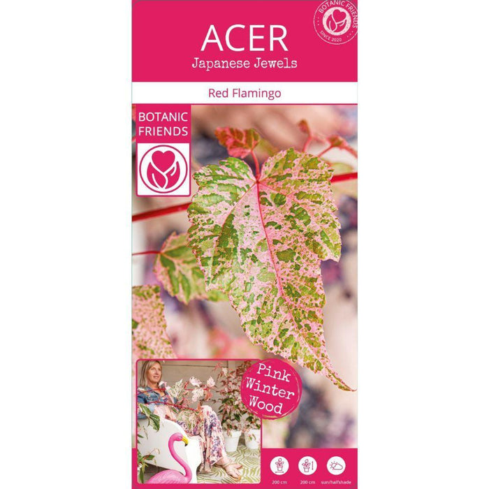 Japansk Ahorn - Acer 'Red Flamingo' - ↨40Cm - Ø19Cm - Udendørs Plante