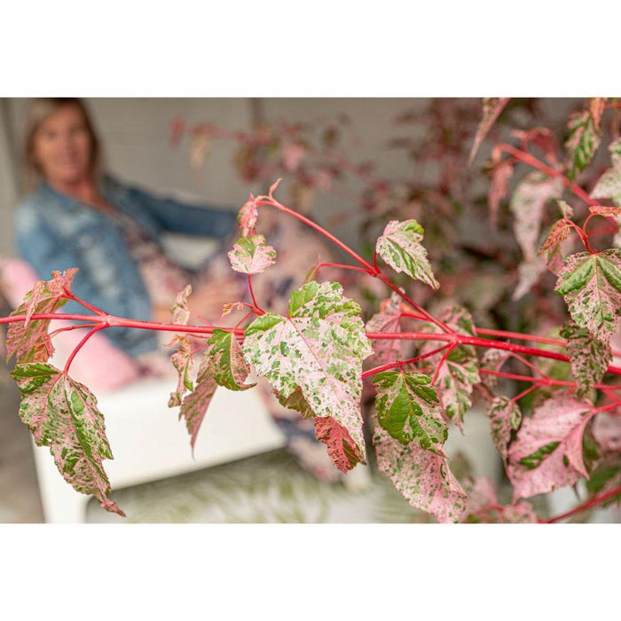 Japansk Ahorn - Acer 'Red Flamingo' - ↨40Cm - Ø19Cm - Udendørs Plante