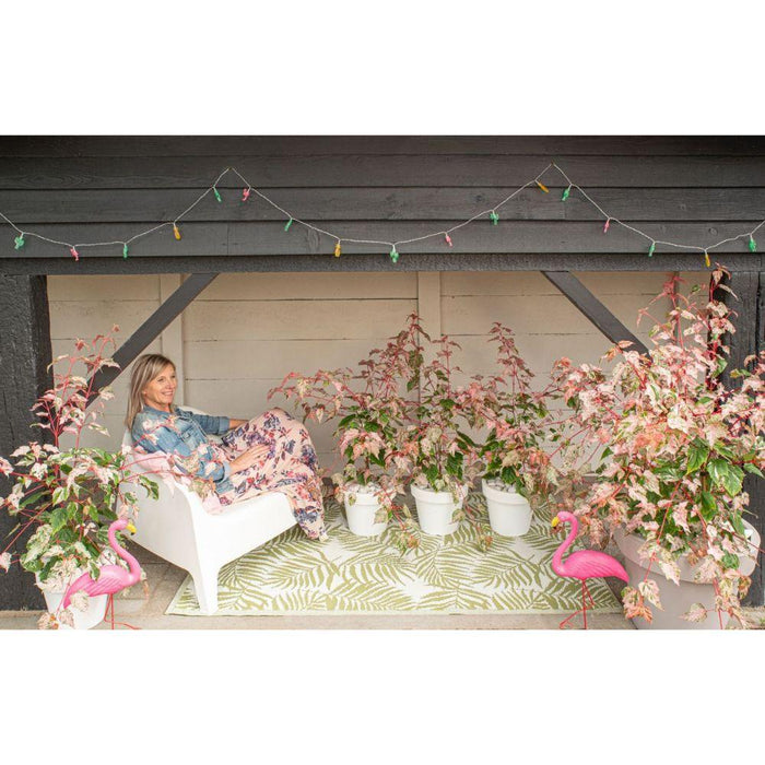 Japansk Ahorn - Acer 'Red Flamingo' - ↨40Cm - Ø19Cm - Udendørs Plante