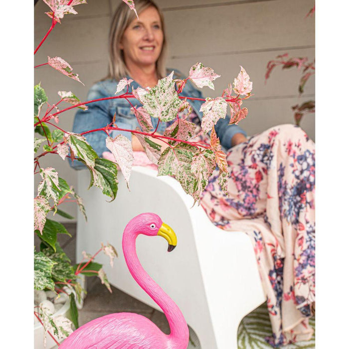 Japansk Ahorn - Acer 'Red Flamingo' - ↨40Cm - Ø19Cm - Udendørs Plante