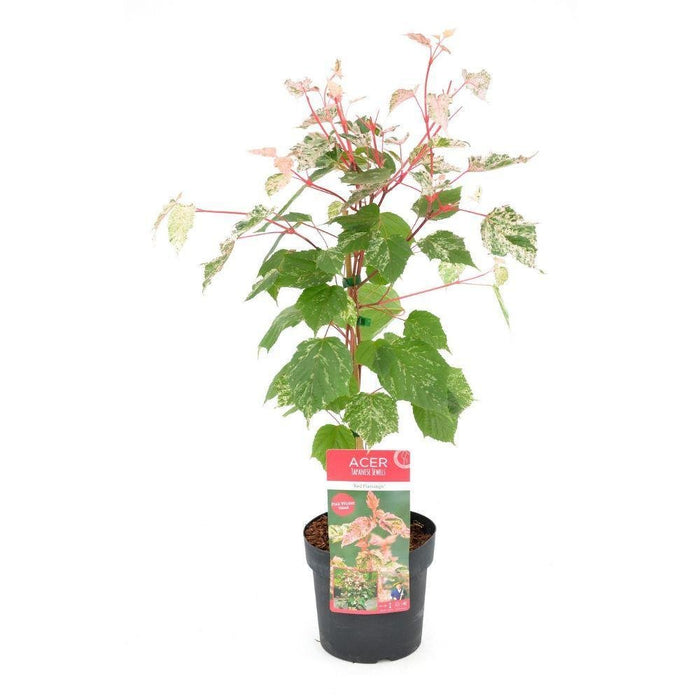 Japansk Ahorn - Acer 'Red Flamingo' - ↨40Cm - Ø19Cm - Udendørs Plante