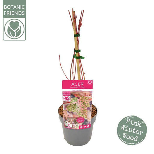 Japansk Ahorn - Acer 'Red Flamingo' - ↨40Cm - Ø19Cm - Udendørs Plante