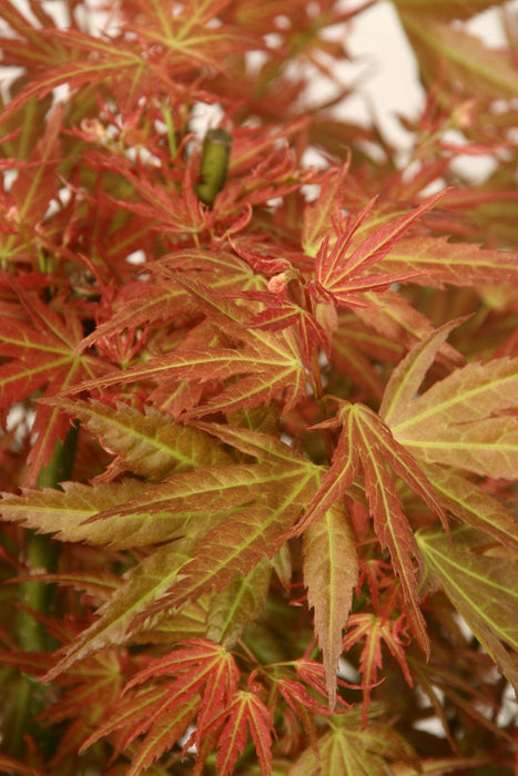 Japansk Ahorn - Acer 'Wilson'S Pink Dwarf' - ↨40Cm - Ø19Cm - Eksteriør