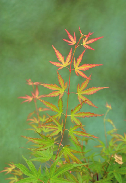 Japansk Ahorn - Acer 'Wilson'S Pink Dwarf' - ↨40Cm - Ø19Cm - Eksteriør