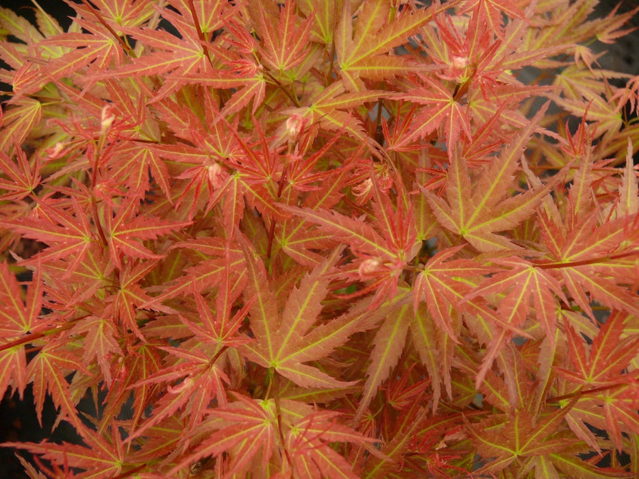 Japansk Ahorn - Acer 'Wilson'S Pink Dwarf' - ↨40Cm - Ø19Cm - Eksteriør