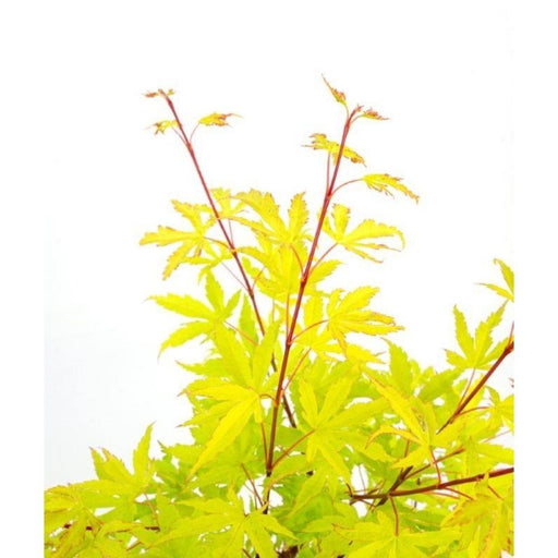 Japansk Ahorn 'Anne Irene'® - ↨40Cm - Ø19Cm - Udendørs Plante