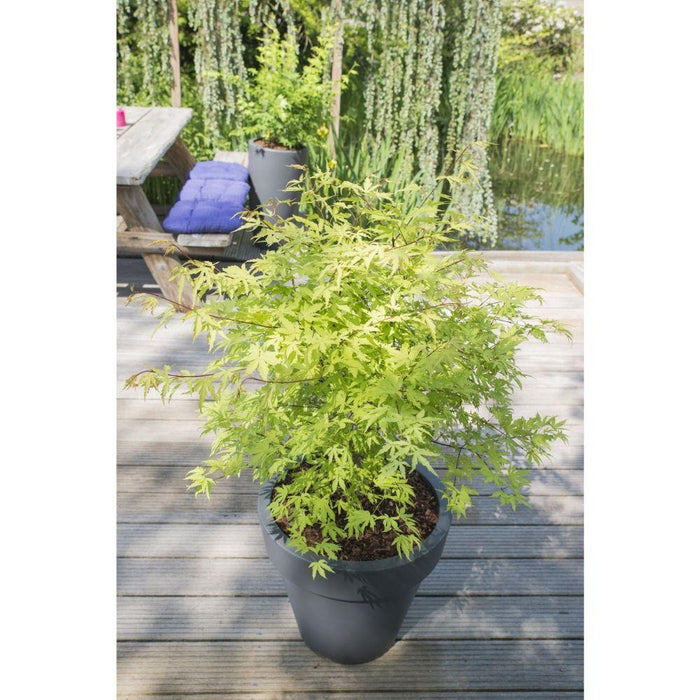 Japansk Ahorn 'Anne Irene'® - ↨40Cm - Ø19Cm - Udendørs Plante