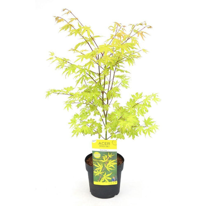 Japansk Ahorn 'Anne Irene'® - ↨40Cm - Ø19Cm - Udendørs Plante