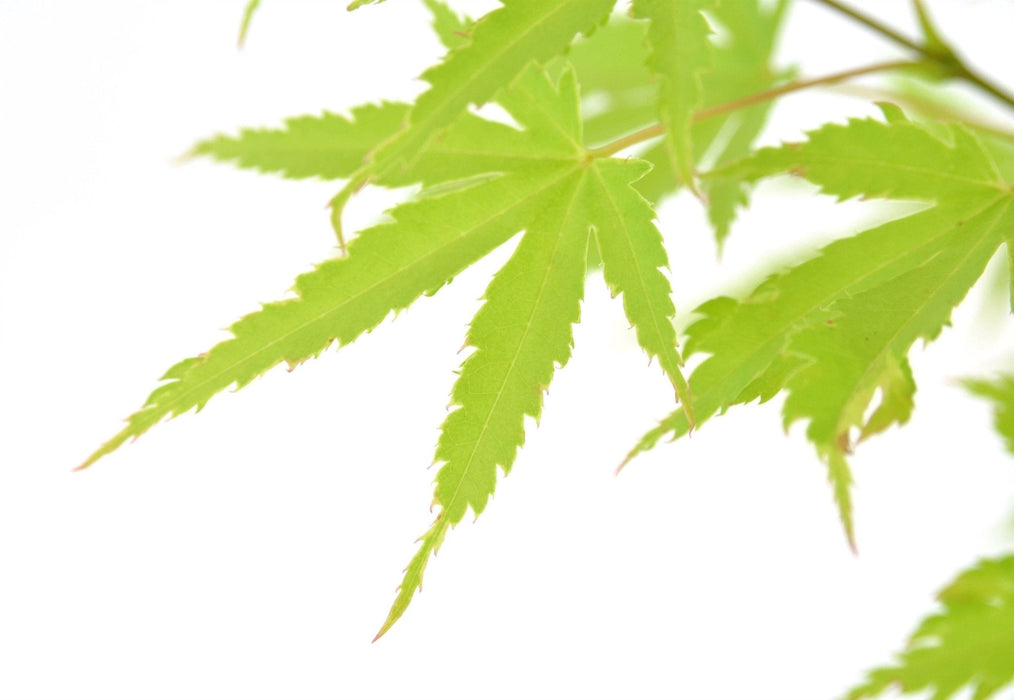 Japansk Ahorn 'Anne Irene'® - ↨40Cm - Ø19Cm - Udendørs Plante