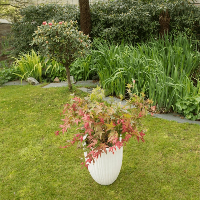 Japansk Ahorn 'Beni-Macai' - ↨40Cm - Ø19Cm - Udendørs Plante