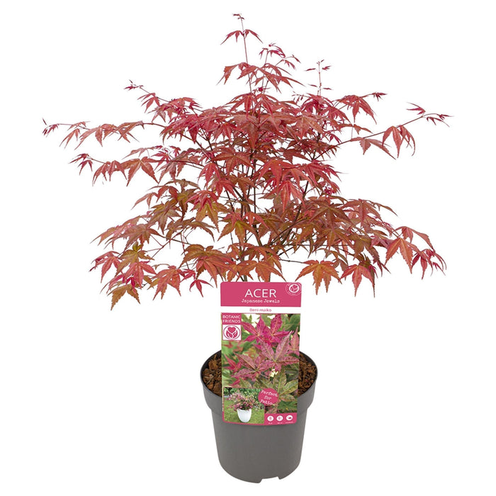 Japansk Ahorn 'Beni-Macai' - ↨40Cm - Ø19Cm - Udendørs Plante