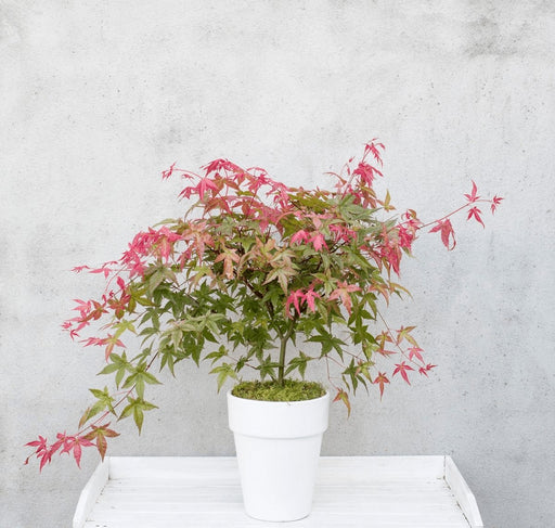 Japansk Ahorn 'Beni-Macai' - ↨40Cm - Ø19Cm - Udendørs Plante