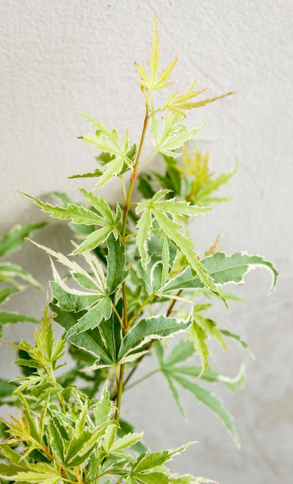 Japansk Ahorn 'Sommerfugl' - ↨40Cm - Ø19Cm - Udendørs Plante