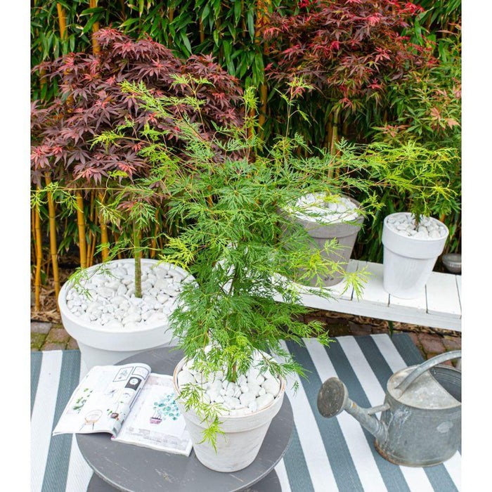 Japansk Ahorn 'Dissectum' - ↨40Cm - Ø19Cm - Udendørs Plante