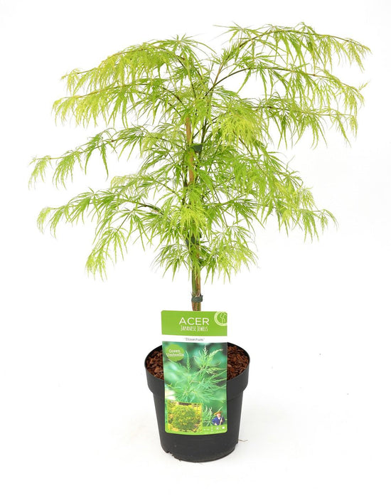 Japansk Ahorn 'Dissectum' - ↨40Cm - Ø19Cm - Udendørs Plante