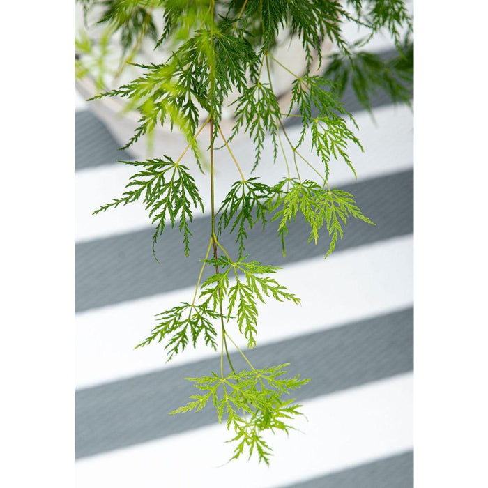 Japansk Ahorn 'Dissectum' - ↨40Cm - Ø19Cm - Udendørs Plante