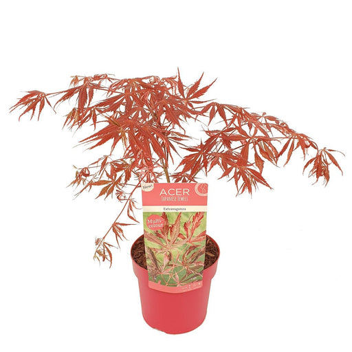 Japansk Ahorn 'Extravaganza'® - ↨40Cm - Ø19Cm - Udendørs Plante