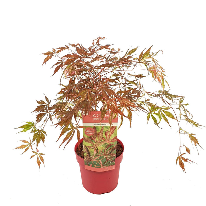 Japansk Ahorn 'Extravaganza'® - ↨40Cm - Ø19Cm - Udendørs Plante