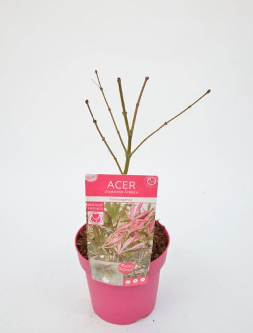 Japansk Ahorn 'Extravaganza'® - ↨40Cm - Ø19Cm - Udendørs Plante
