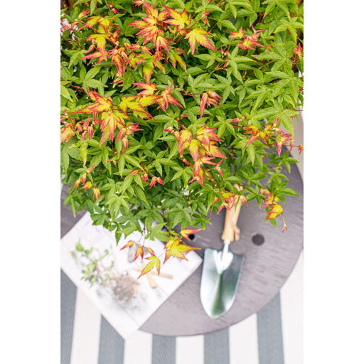Japansk Ahorn 'Little Princess' - ↨30Cm - Ø19Cm - Udendørs Plante