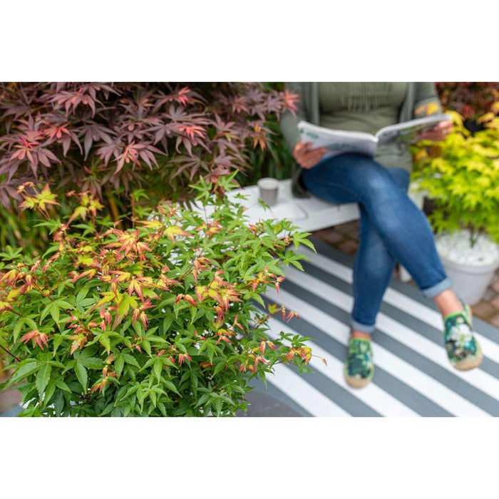 Japansk Ahorn 'Little Princess' - ↨30Cm - Ø19Cm - Udendørs Plante