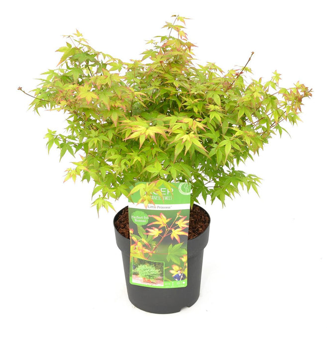 Japansk Ahorn 'Little Princess' - ↨30Cm - Ø19Cm - Udendørs Plante