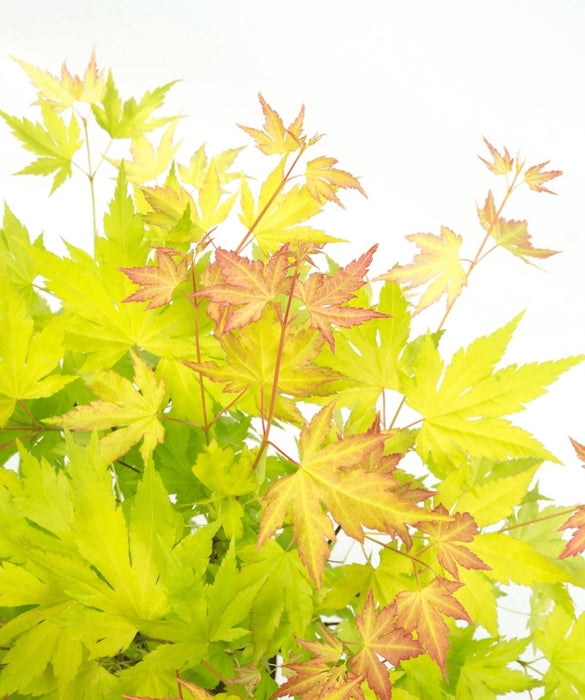 Japansk Ahorn 'Orange Dream' - ↨30Cm - Ø15Cm - Udendørs Plante