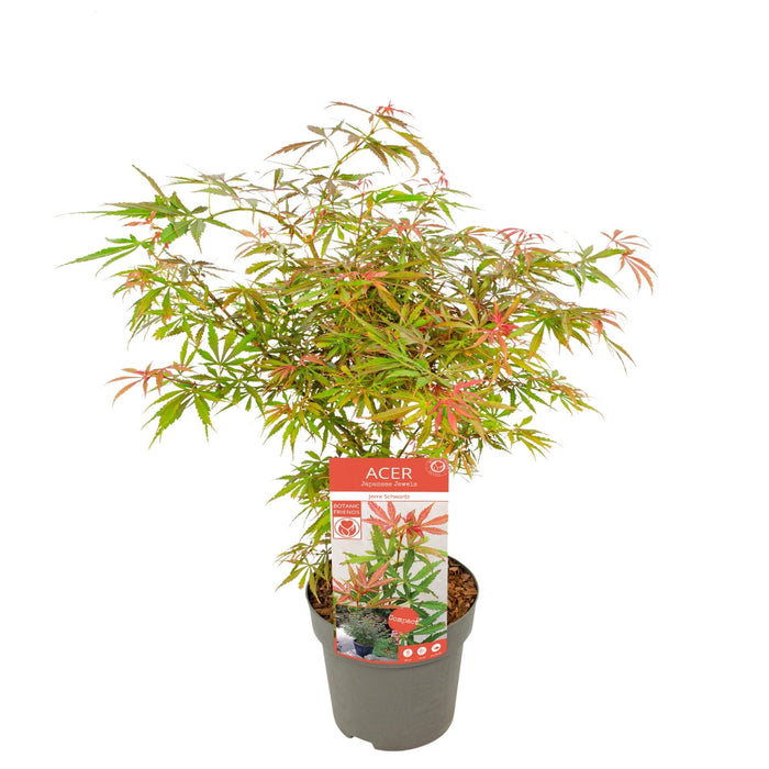 Japansk Ahorn 'Orange Dream' - ↨30Cm - Ø15Cm - Udendørs Plante