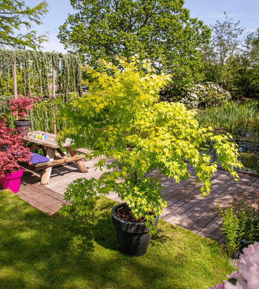 Japansk Ahorn 'Orange Dream' - ↨30Cm - Ø15Cm - Udendørs Plante