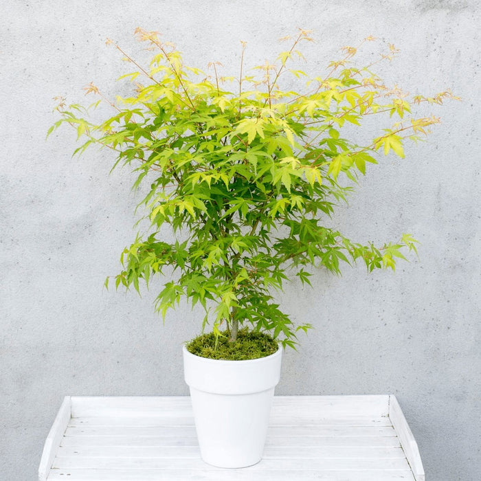 Japansk Ahorn 'Orange Dream' - ↨40Cm - Ø19Cm - Udendørs Plante