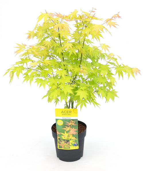 Japansk Ahorn 'Orange Dream' - ↨40Cm - Ø19Cm - Udendørs Plante