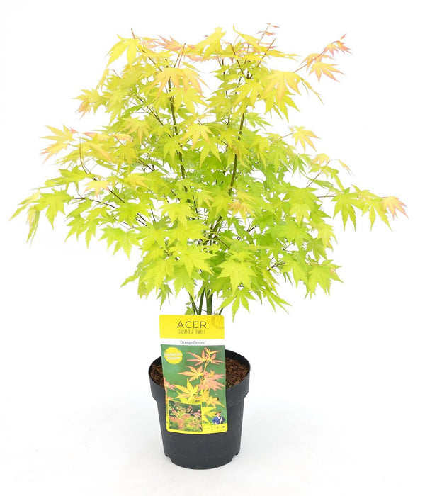 Japansk Ahorn 'Orange Dream' - ↨40Cm - Ø19Cm - Udendørs Plante