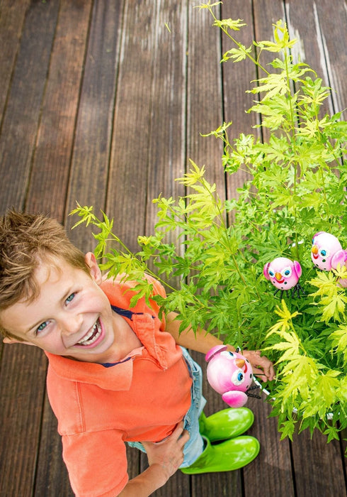 Japansk Ahornpalme. Acer 'Going Green'