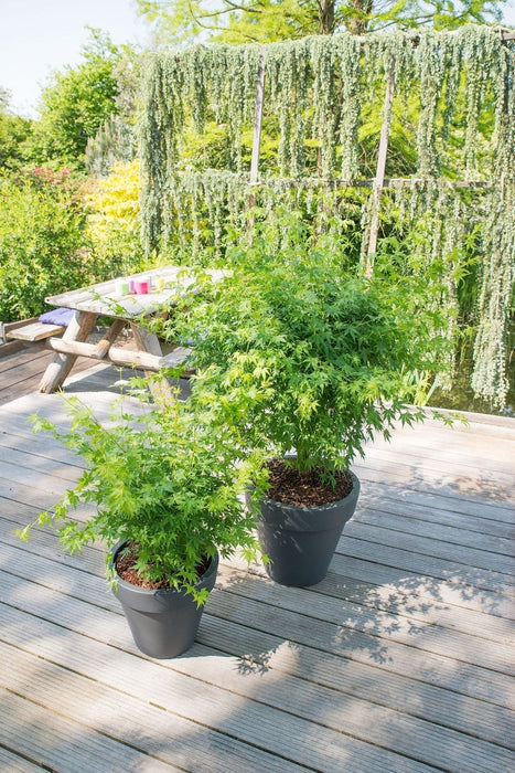 Japansk Ahornpalme. Acer 'Going Green'