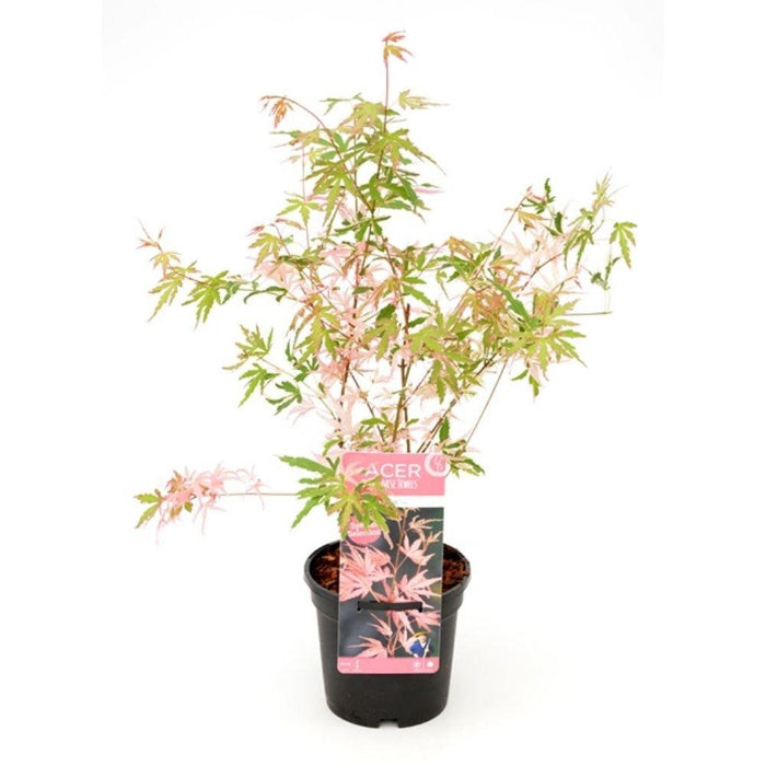 Japansk Ahorn 'Taylor'® - ↨20Cm - Ø13Cm - Udendørs Plante