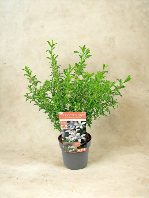 Eriostemon Hvide Voksblomster D17Cm H50Cm- Ø17Cm - ↕50Cm