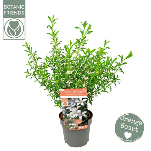 Eriostemon Hvide Voksblomster D17Cm H50Cm- Ø17Cm - ↕50Cm