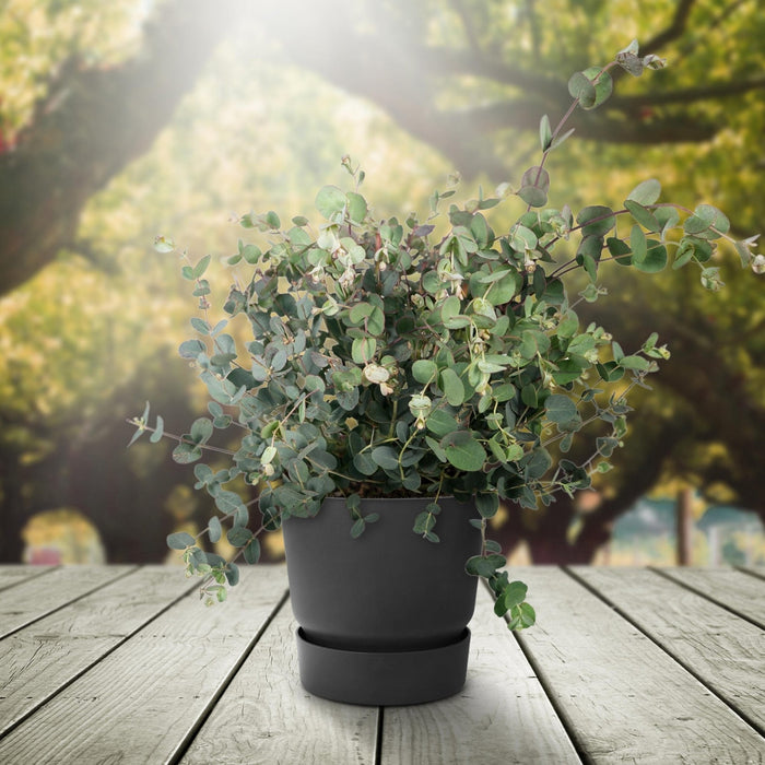 Eukalyptus - 45 Cm - Ø17 - Udendørs Plante