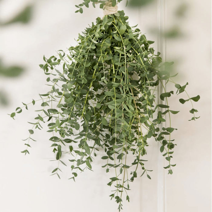 Eucalyptus Parvifolia - ↨30Cm - Ø17Cm - Udeplante