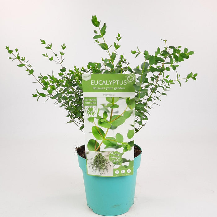 Eucalyptus Parvifolia - ↨30Cm - Ø17Cm - Udeplante